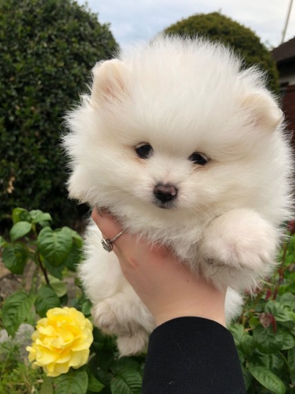 Pomeranian  puppies 