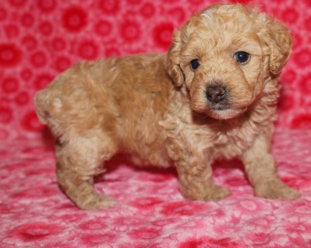 Poodle puppies 