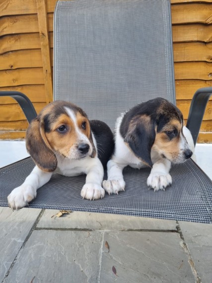 Beagle  puppies 