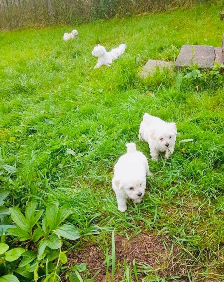 Adorable Bichon Frise puppies 