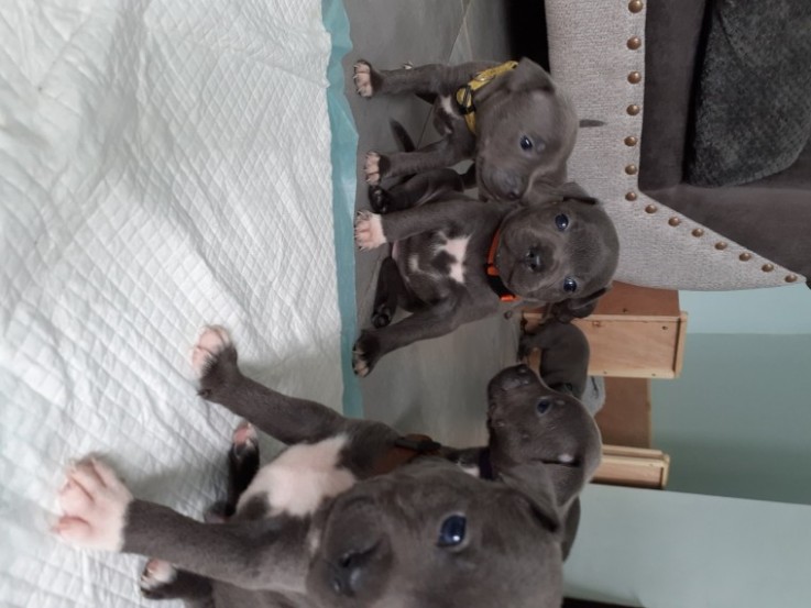 Staffordshire Bull Terrier  puppies 