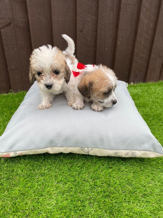 Two Top Class Maltese Puppies Available 