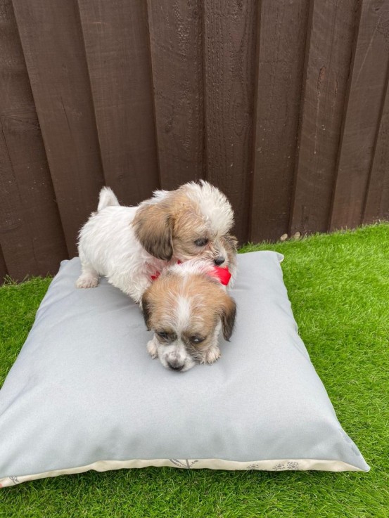 Two Top Class Maltese Puppies Available 