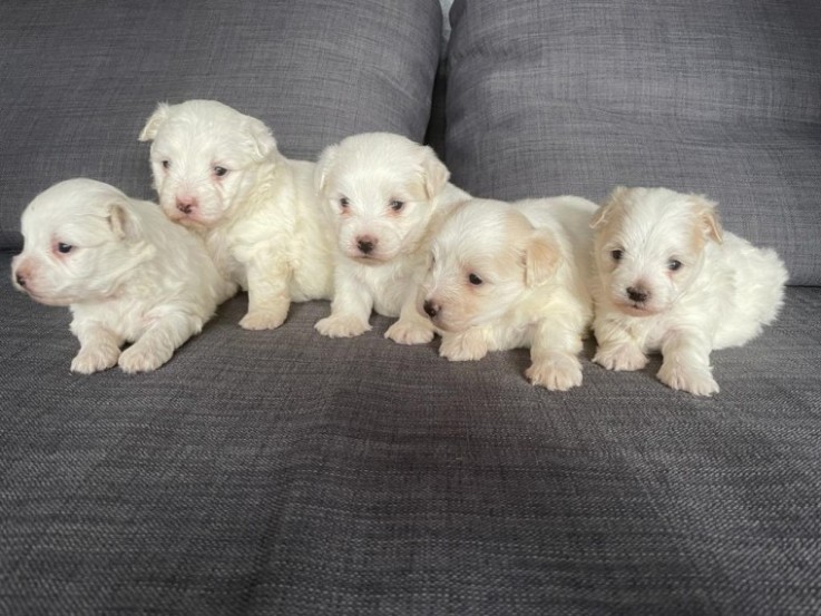 Beautiful Maltipoo Puppies