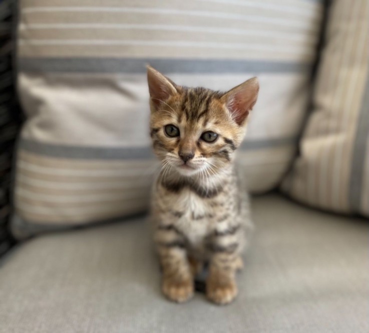 Bengal Kittens