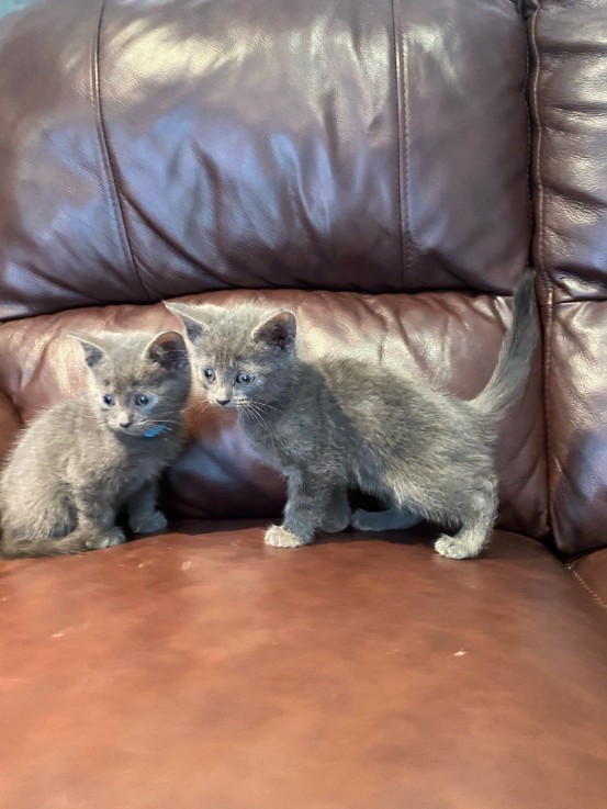 Adorable British Shorthair Kittens