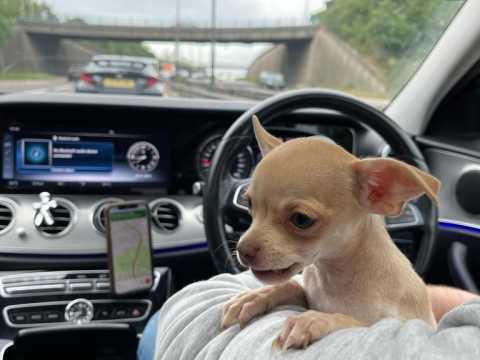 Pure Breed Chihuahua Puppies