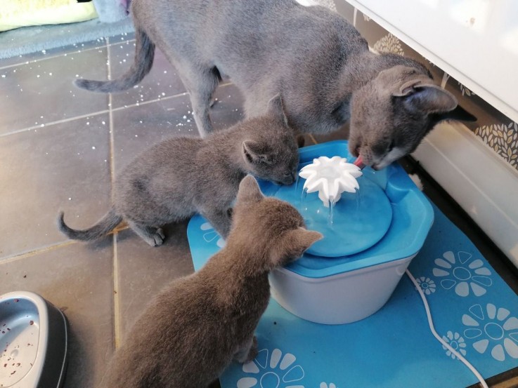 Russian Blue kittens 