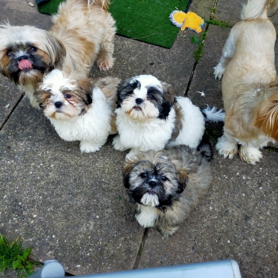 Registered Shih Tzu Puppies