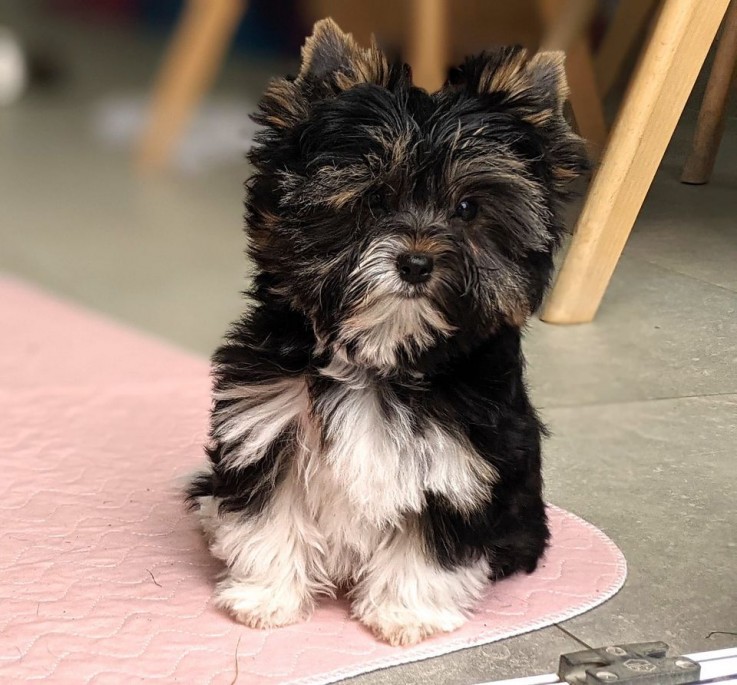 Lovely Yorkshire Terrier puppy for sale 