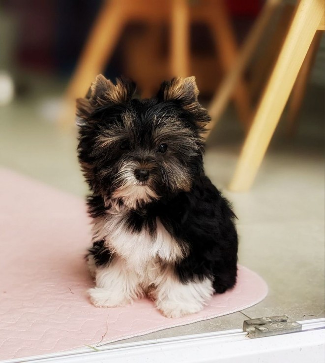 Lovely Yorkshire Terrier puppy for sale 