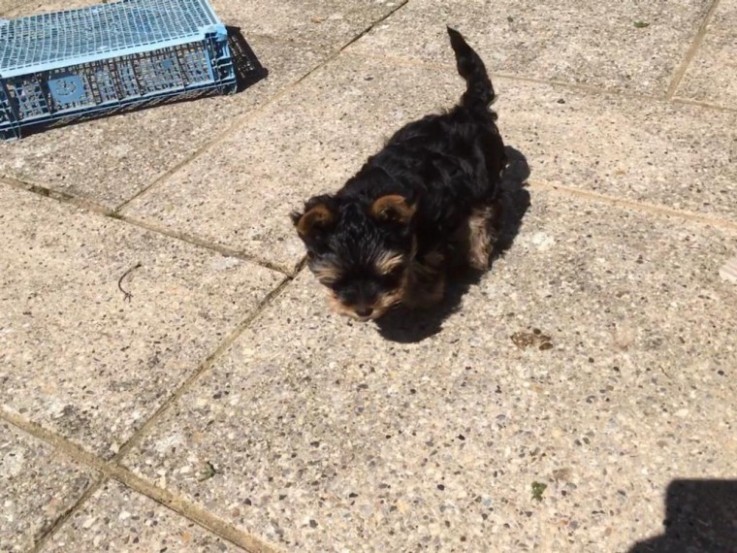 Lovely Yorkshire Terrier puppy for sale 