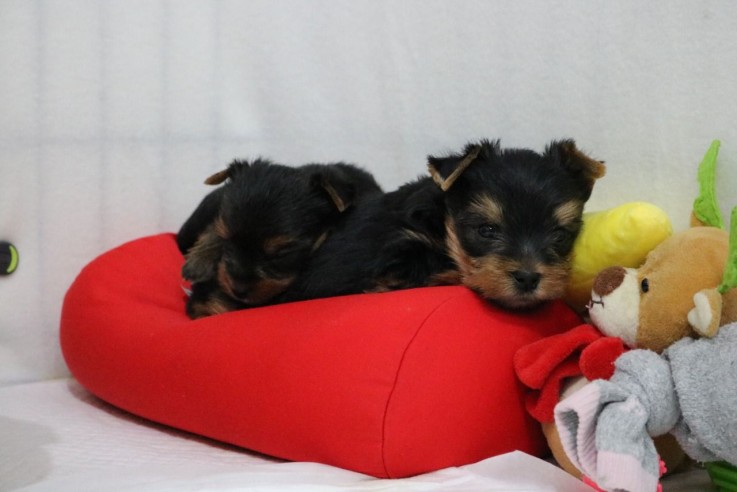 Lovely Yorkshire Terrier puppy for sale 