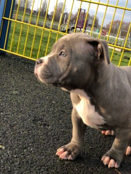 American Bulldog Puppies