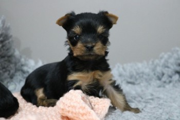 Lovely Yorkshire Terrier puppy for sale 