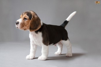 Beagle puppies 