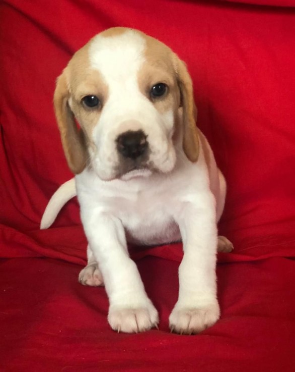 Beagle puppies 