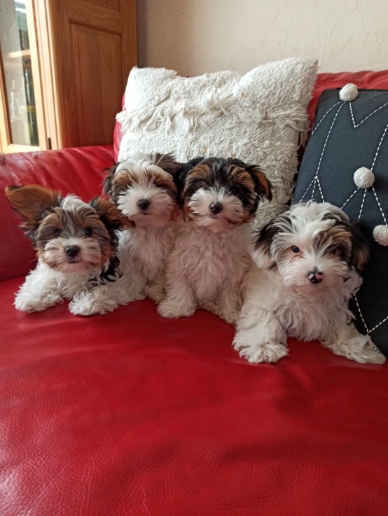 Lovely Yorkshire Terrier puppy for sale 