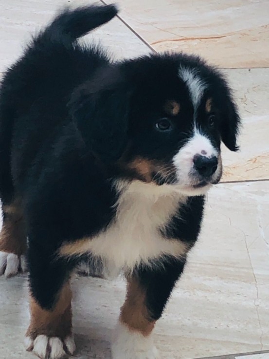  Bernese Mountain puppies