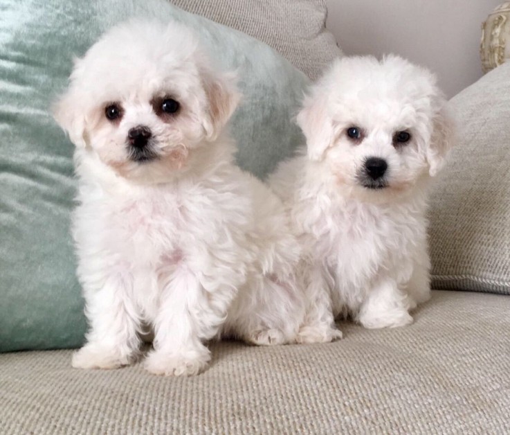 bichon frise puppies