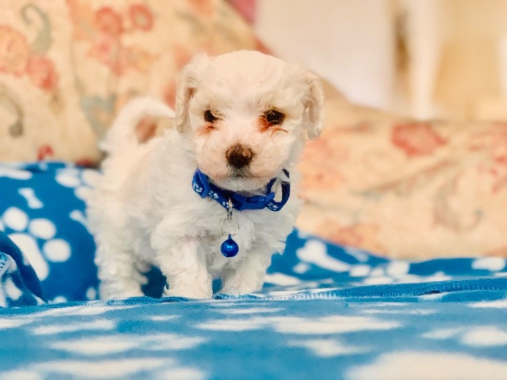 bichon frise puppies