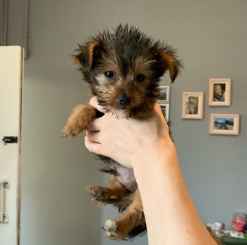 Lovely Yorkshire Terrier puppy for sale 