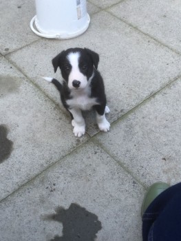  Border Collie puppies