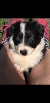  Border Collie puppies