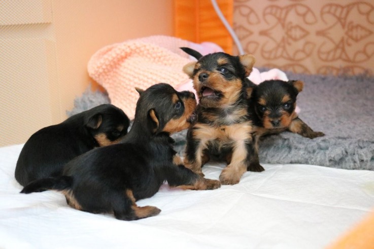 Lovely Yorkshire Terrier puppy for sale 