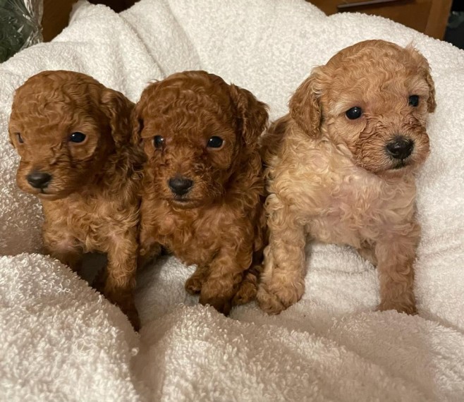 Cute Poodle Puppies for Adoption