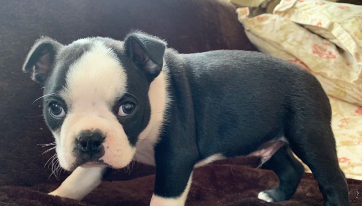 Boston Terrier Puppies