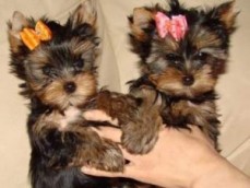 Lovely Yorkshire Terrier puppy for sale 