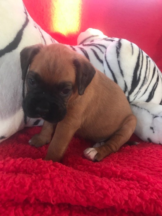 Boxer Puppies