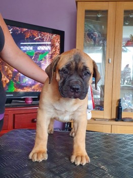  Bullmastiff puppies