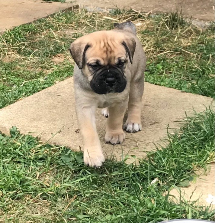  Bullmastiff puppies