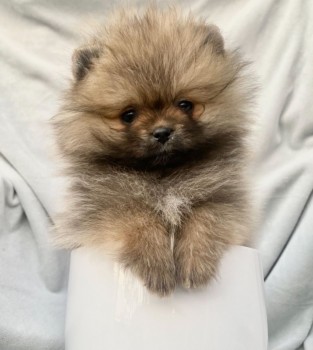 Beautiful Pomeranian puppies Available f