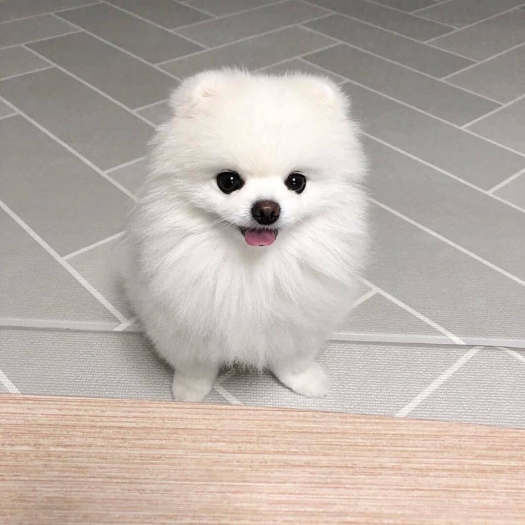 Beautiful Pomeranian puppies Available f