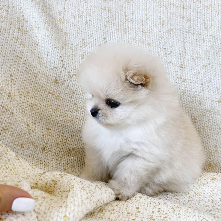 Beautiful Pomeranian puppies Available f