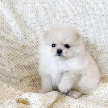 Beautiful Pomeranian puppies Available f