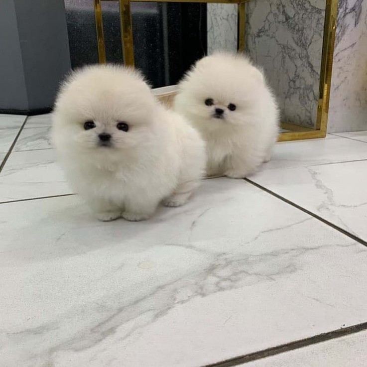 Beautiful Pomeranian puppies Available f