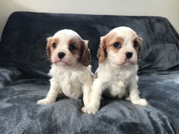  Cavalier King Charles Puppies.