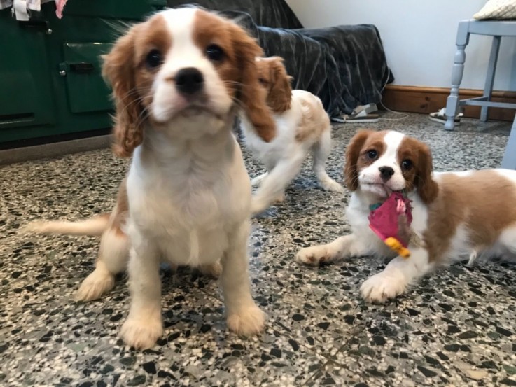  Cavalier King Charles Puppies.