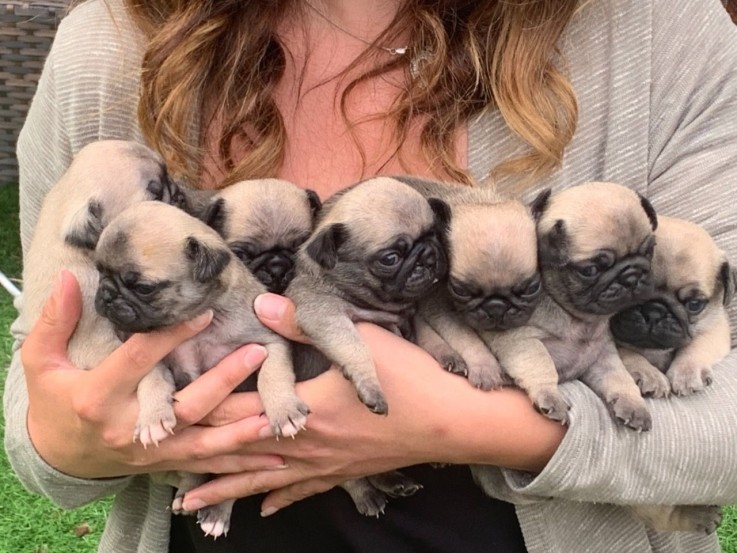 Beautiful Pug puppies for good home