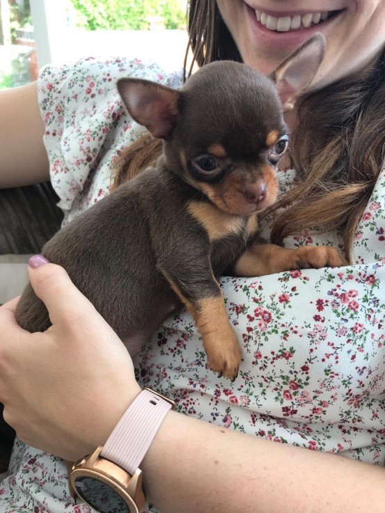  Chihuahua Puppies