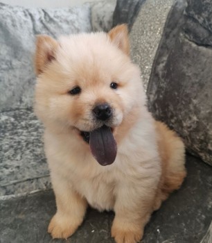 Chow chow Puppies