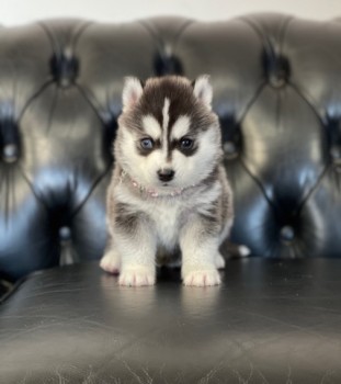 Pomsky Puppies Available for sale 