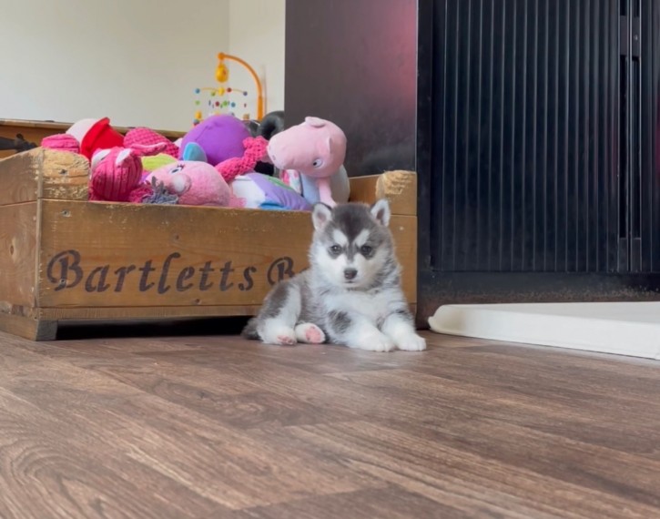 Pomsky Puppies Available for sale 