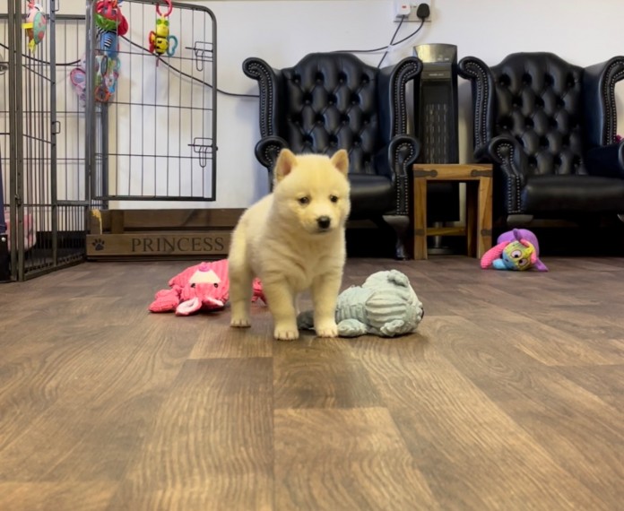 Pomsky Puppies Available for sale 