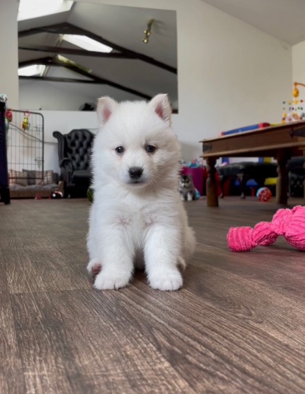 Pomsky Puppies Available for sale 