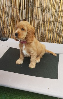  Cocker Spaniel Puppies